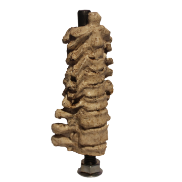 Skull Spine