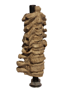 Skull Spine